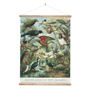Native Birds of New Zealand Poster